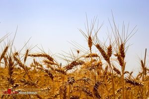 پرداخت کامل مطالبات گندم‌کاران، 2 ماه پس از تاکید رئیس قوه قضاییه