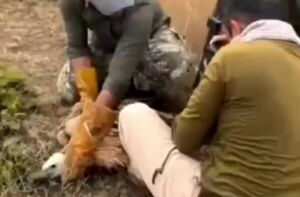 فیلم/ رهاسازی یک کرکس تیمارشده در زیستگاه طبیعی پرور در سمنان