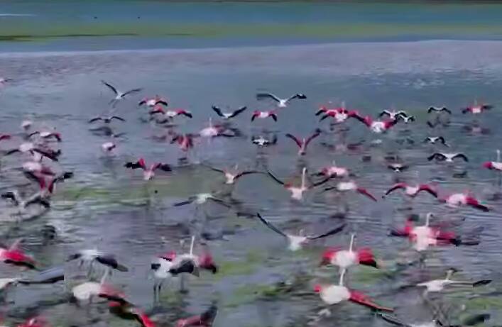 منتشر،مهارلو