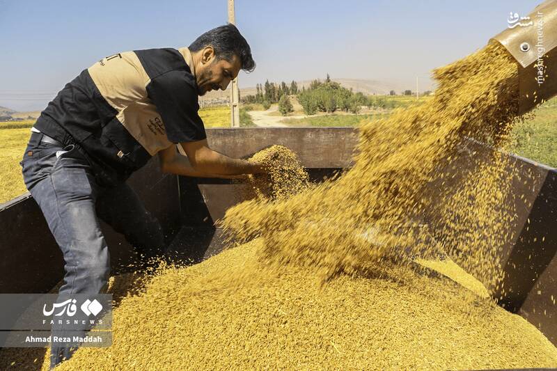 عکس / برداشت شلتوک از مزارع استان فارس 19