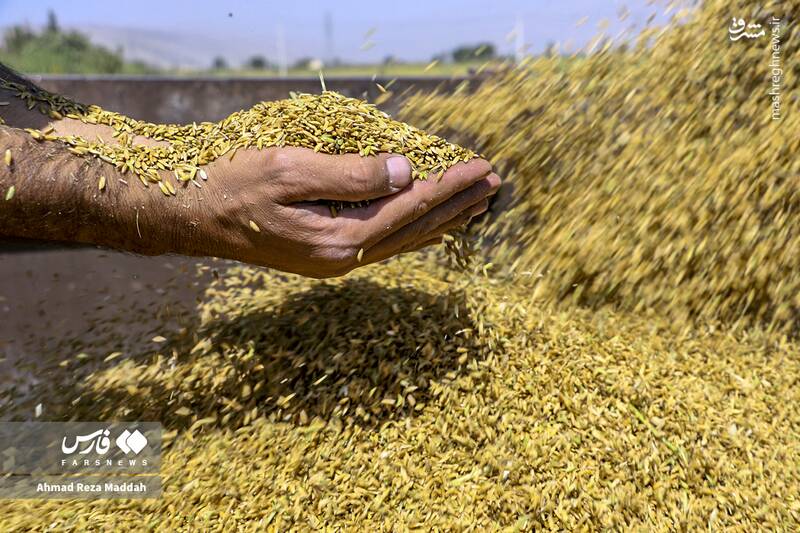 عکس / برداشت شلتوک از مزارع استان فارس 16