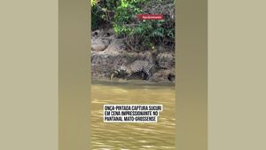 فیلم/ ثبت لحظه نادر شکار مار پیتون توسط جگوار در برزیل