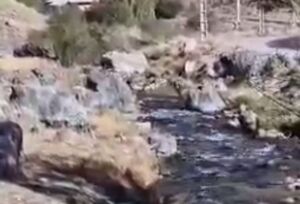 فیلم / عبور علف خواران حیات وحش با خیال راحت از رودخانه