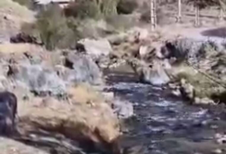 بزهاي