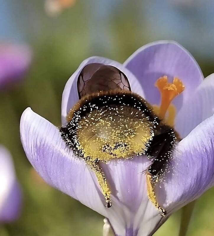 چندتايي،زنبورها