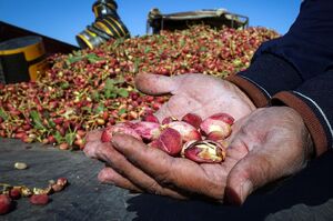 درخت هزار ساله پسته در رفسنجان