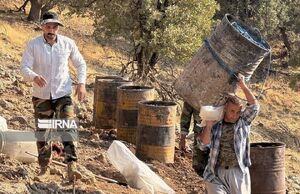 جنگل‌هایی که برای زغال می‌سوزند