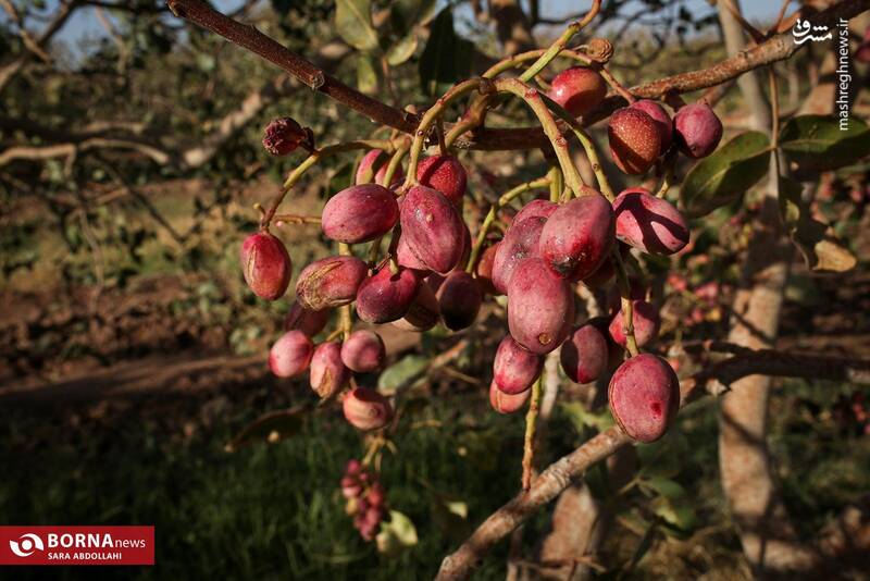 عکس / باغ پسته بینالود نیشابور 4
