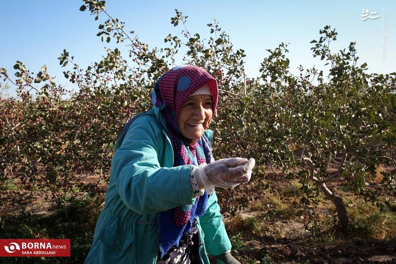عکس / باغ پسته بینالود نیشابور 3