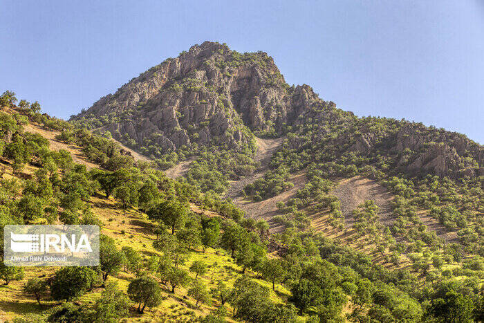 جنگلهایی که برای زغال میسوزند 6