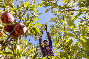 عکس/ فصل سیب مراغه