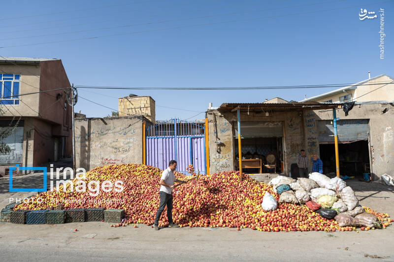 عکس / فصل سیب مراغه 20