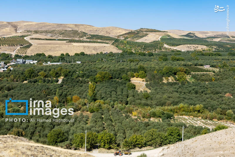 عکس / فصل سیب مراغه