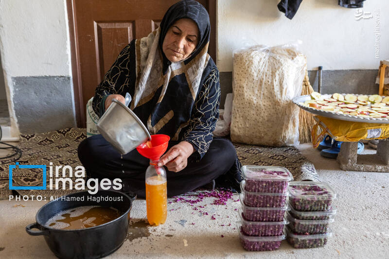 عکس / فصل سیب مراغه 23