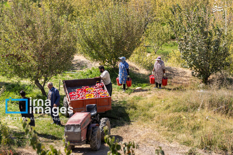 عکس / فصل سیب مراغه 10