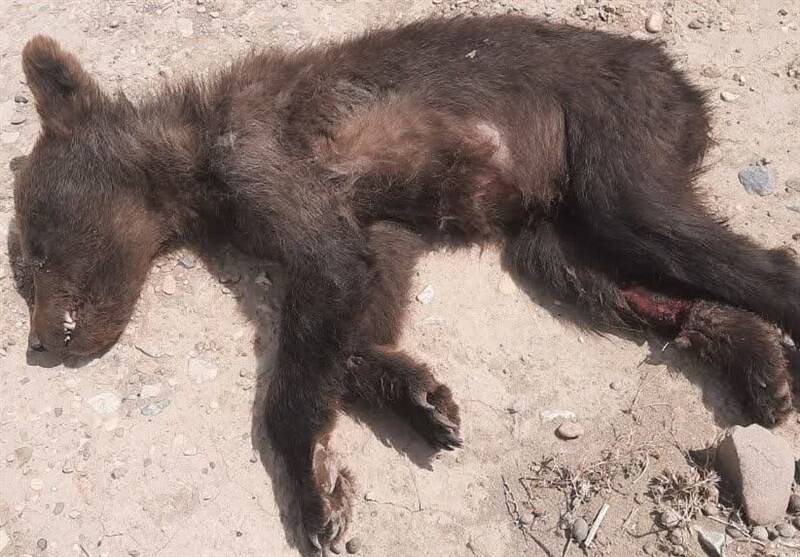 جولايي،كمباين،تيغه،خرس،مزارع،حفاظت