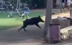 فیلم/ حمله یک گراز به دانشجویان مهاجر اسرائیلی!