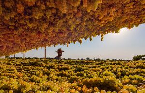 عکس/ هنر تاکستان؛ چیدن انگور تا شیره و کشمش