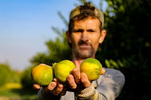 عکس / برداشت نارنگی در مازندران