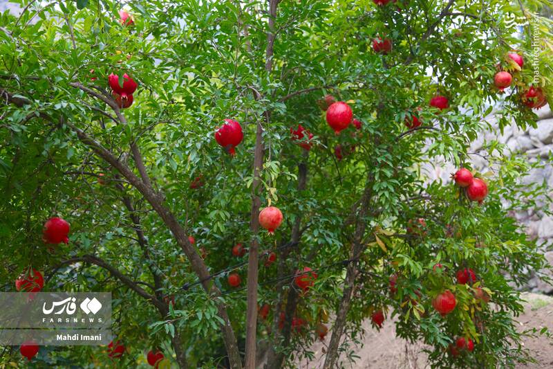 عکس / جشن سرخی زندگی در قرهداغ آذربایجان