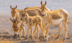 عکس/ خانواده گورخر ایرانی در پارک ملی کویر