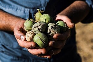 عکس/ برداشت گردو با دستگاه مکانیزه
