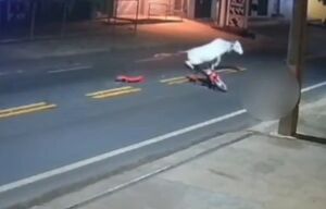 فیلم/ مرگ فوتبالیست برزیلی پس از تصادف با گاو!