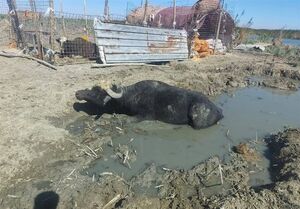 نقش ترکیه در تشدید بحران آب در عراق