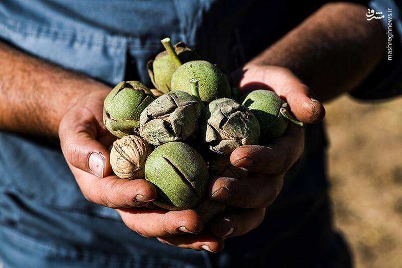 برداشت،گردو،صدمات