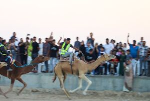 عکس/ مسابقات شترسواری در قشم