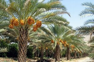 ماجرای شنیدنی درخت خرما و درختی در بهشت که فرد نیکوکار گرفت