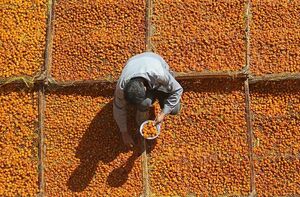 عکس/ برداشت و خشک کردن سنتی آلو در خور