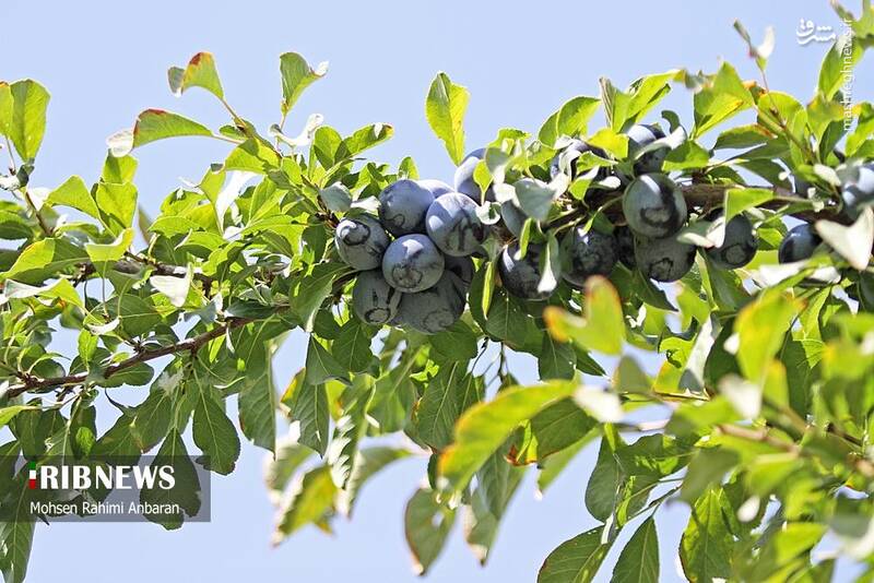 عکس / برداشت و خشک کردن سنتی آلو در خور