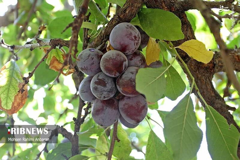 عکس / برداشت و خشک کردن سنتی آلو در خور 2