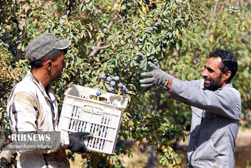 عکس / برداشت و خشک کردن سنتی آلو در خور 4