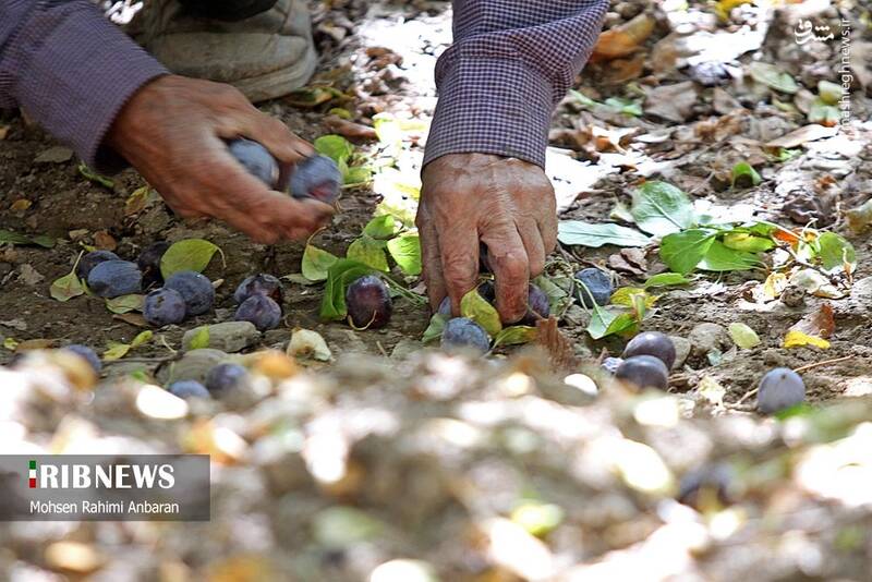 عکس / برداشت و خشک کردن سنتی آلو در خور 3