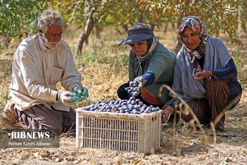 عکس / برداشت و خشک کردن سنتی آلو در خور 9