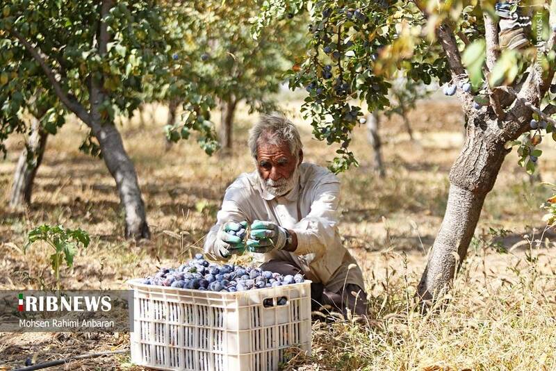 عکس / برداشت و خشک کردن سنتی آلو در خور 10