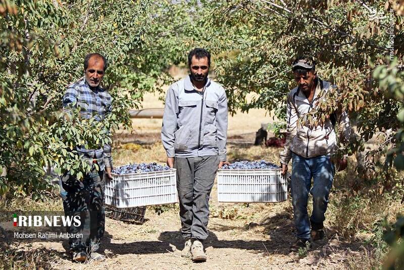 عکس / برداشت و خشک کردن سنتی آلو در خور 6