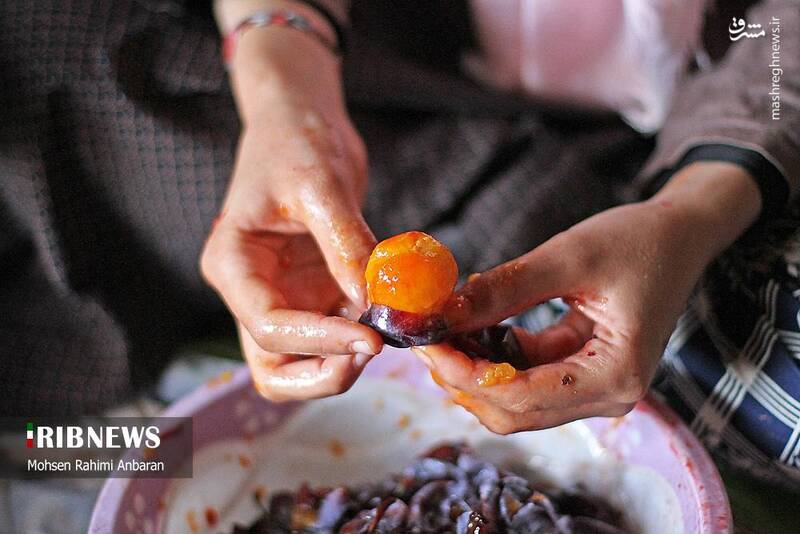 عکس / برداشت و خشک کردن سنتی آلو در خور 21