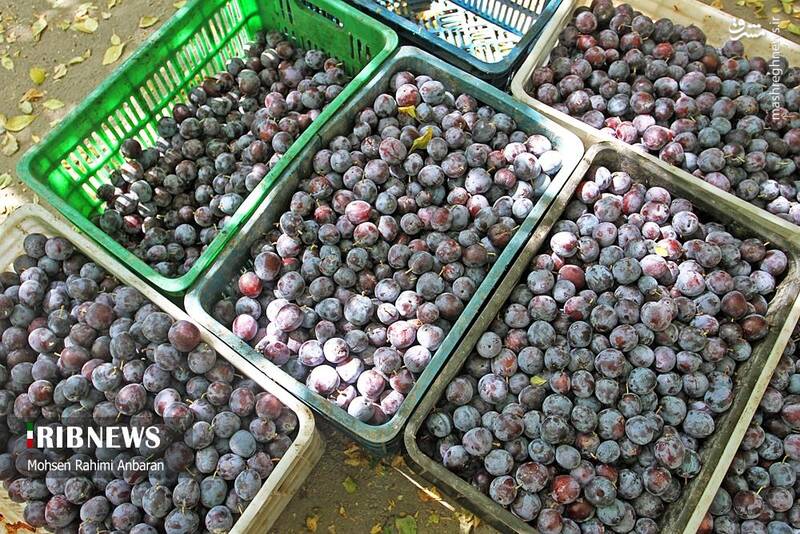 عکس / برداشت و خشک کردن سنتی آلو در خور 12