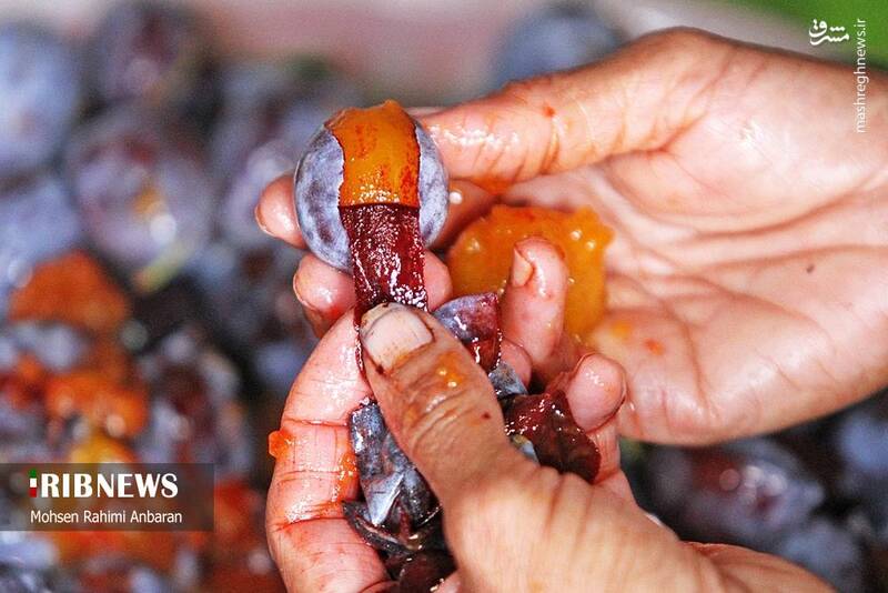 عکس / برداشت و خشک کردن سنتی آلو در خور 27
