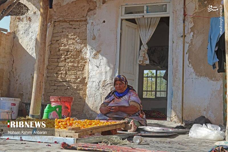 عکس / برداشت و خشک کردن سنتی آلو در خور 25