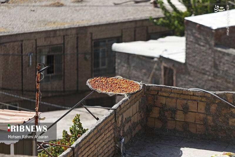 عکس / برداشت و خشک کردن سنتی آلو در خور 24