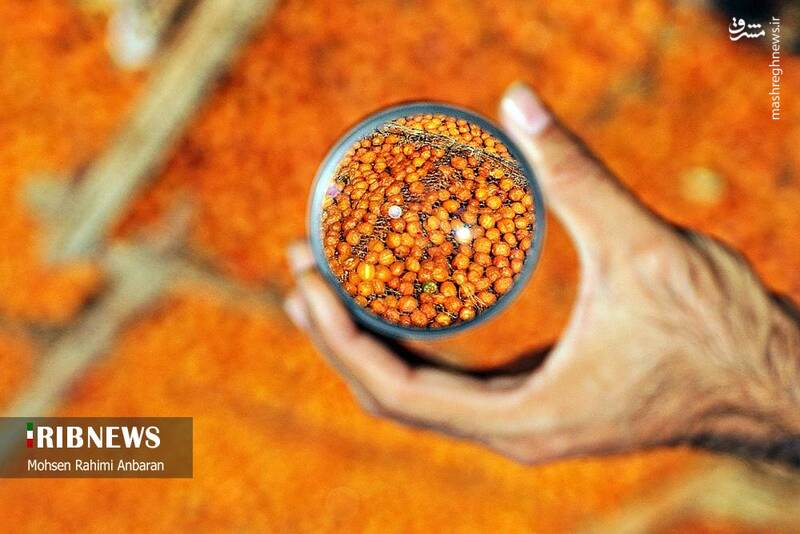 عکس / برداشت و خشک کردن سنتی آلو در خور 29