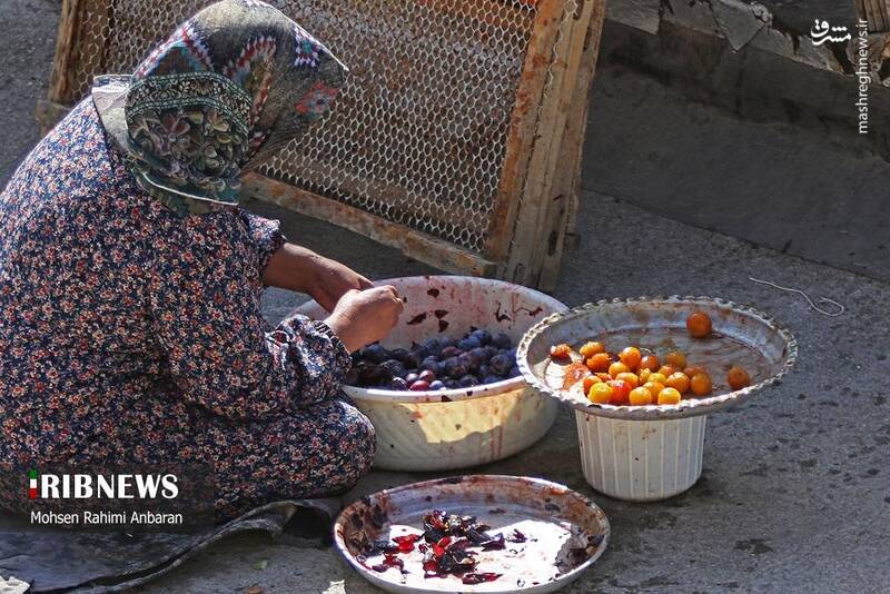 عکس / برداشت و خشک کردن سنتی آلو در خور 19