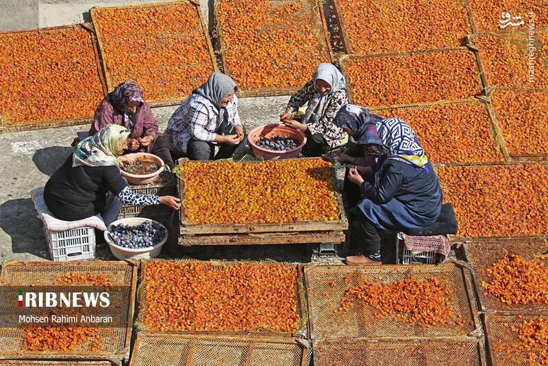 عکس / برداشت و خشک کردن سنتی آلو در خور 18