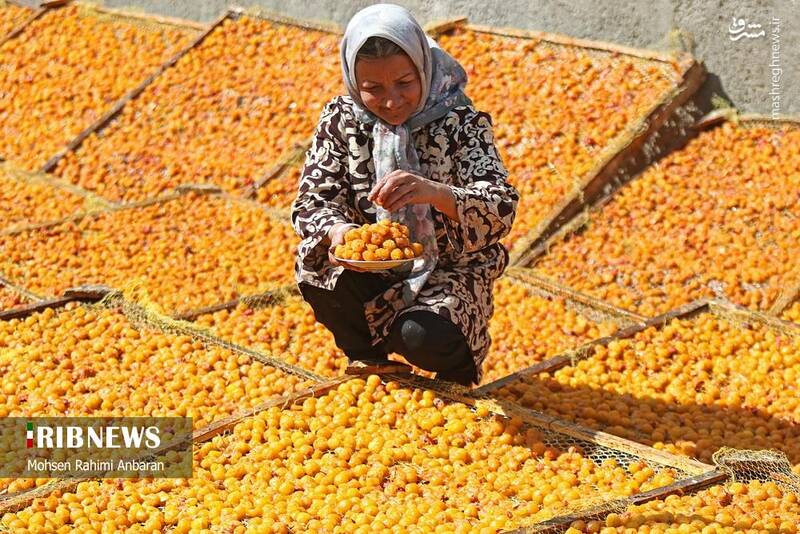 عکس / برداشت و خشک کردن سنتی آلو در خور 17