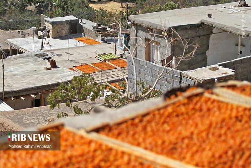 عکس / برداشت و خشک کردن سنتی آلو در خور 16