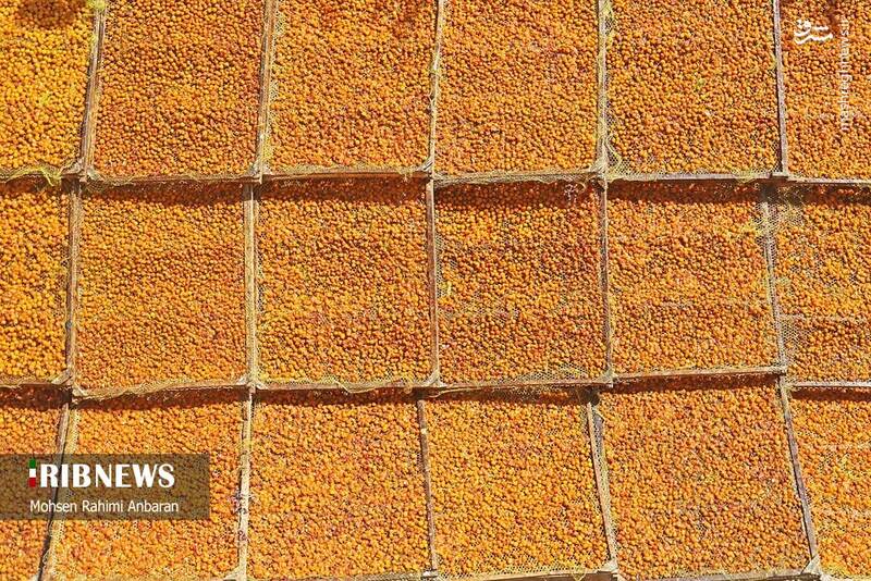 عکس / برداشت و خشک کردن سنتی آلو در خور 15